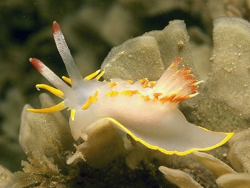 Okenia elegans